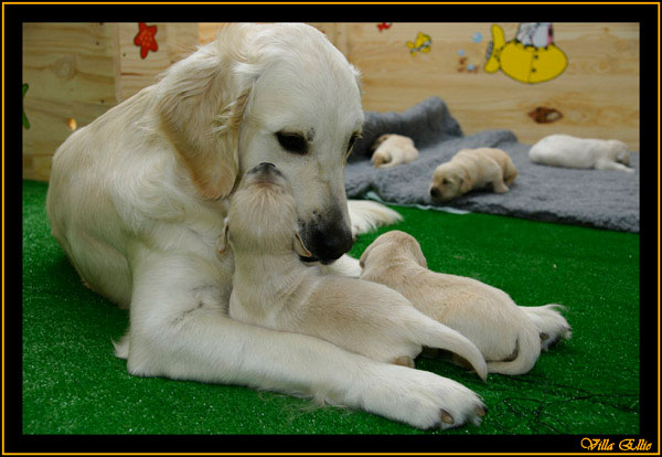 comprar golden retriever villa ellie